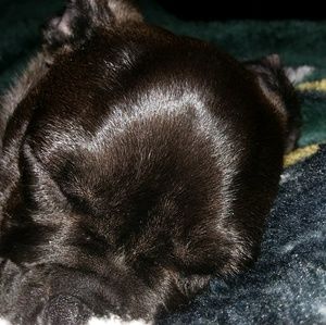 Meet your Posher, Susan